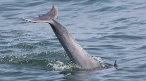 Image result for Tursiops truncatus