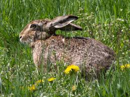 Attēlu rezultāti vaicājumam “Lepus europaeus”