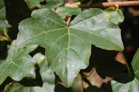 Attēlu rezultāti vaicājumam “Acer campestre leaf”