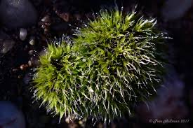 Attēlu rezultāti vaicājumam “Grimmia pulvinata sporophyte”