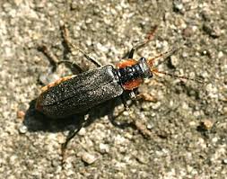 Attēlu rezultāti vaicājumam “Cantharis obscura”