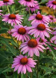 Image result for Echinacea purpurea