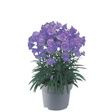 Image result for Campanula persicifolia
