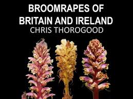 Attēlu rezultāti vaicājumam “Orobanche elatior bud”