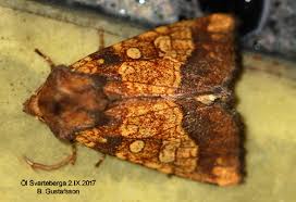 Attēlu rezultāti vaicājumam “Gortyna flavago”