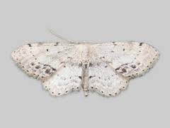 Attēlu rezultāti vaicājumam “Idaea dimidiata”