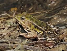 Attēlu rezultāti vaicājumam “Pelophylax juvenile”