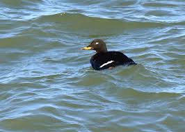 Attēlu rezultāti vaicājumam “Melanitta fusca”