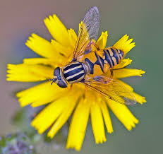 Attēlu rezultāti vaicājumam “Helophilus pendulus”