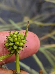 Attēlu rezultāti vaicājumam “Sparganium minimum leaf”