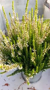 Attēlu rezultāti vaicājumam “Calluna vulgaris leaf”