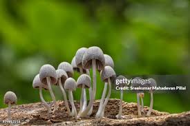 Attēlu rezultāti vaicājumam “Coprinus disseminatus”