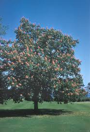 Attēlu rezultāti vaicājumam “Aesculus hippocastanum”