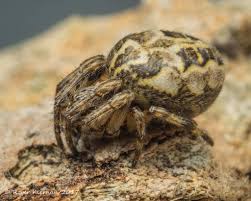 Attēlu rezultāti vaicājumam “Larinioides cornutus”