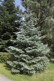 Attēlu rezultāti vaicājumam “Abies concolor”