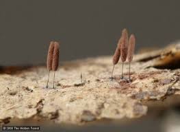 Attēlu rezultāti vaicājumam “Stemonitis axifera var. smithii spores”