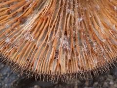 Attēlu rezultāti vaicājumam “Elmerina caryae”