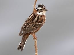 Image result for Emberiza rustica