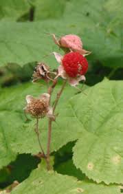 Attēlu rezultāti vaicājumam “Rubus parviflorus fruit”