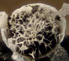 Attēlu rezultāti vaicājumam “Badhamia melanospora”