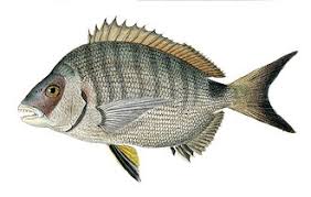 Image result for Diplodus