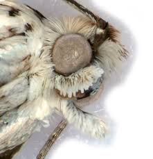 Attēlu rezultāti vaicājumam “Ancylis laetana”