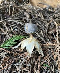 Attēlu rezultāti vaicājumam “Geastrum pectinatum”