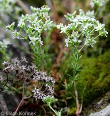 Attēlu rezultāti vaicājumam “Scleranthus perennis”