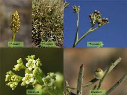 Attēlu rezultāti vaicājumam “Santalaceae”