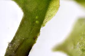 Attēlu rezultāti vaicājumam “Scapania nemorea”