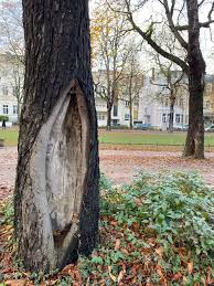 Attēlu rezultāti vaicājumam “Rhamnusium bicolor”