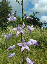 Image result for Campanula rapunculus