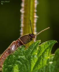 Attēlu rezultāti vaicājumam “Athous sp.”