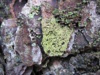 Attēlu rezultāti vaicājumam “Lecanora conizaeoides”