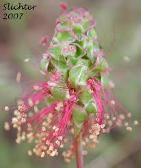 Attēlu rezultāti vaicājumam “Poterium sanguisorba flower”