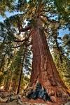 Grizzly Giant Sequoia Tree in Yosemite | Essence in Photography