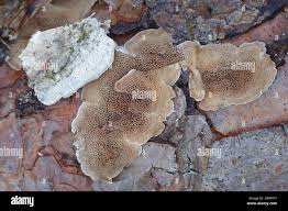 Attēlu rezultāti vaicājumam “Skeletocutis amorpha”