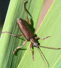 Attēlu rezultāti vaicājumam “Donacia clavipes”