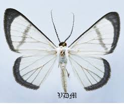 Attēlu rezultāti vaicājumam “Geometridae”