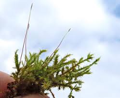 Attēlu rezultāti vaicājumam “Campylium protensum sporophyte”