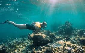 Image result for Wyndley Seals Snorkelling Club