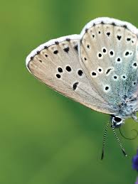 Attēlu rezultāti vaicājumam “Maculinea alcon”