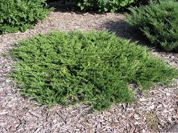 Attēlu rezultāti vaicājumam “Juniperus sabina”