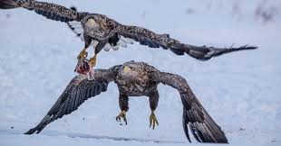 Attēlu rezultāti vaicājumam “Aquila pomarina adult”