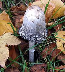 Attēlu rezultāti vaicājumam “Coprinus sp.”