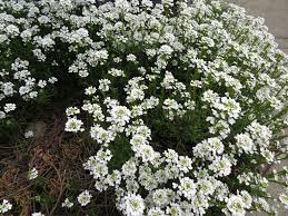 Image result for Iberis amara