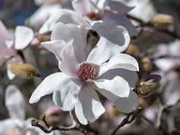 Attēlu rezultāti vaicājumam “Magnolia x loebneri flower”