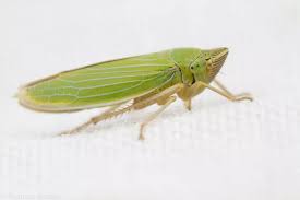 Attēlu rezultāti vaicājumam “Cicadellidae”