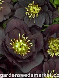 Image result for Nieswurz