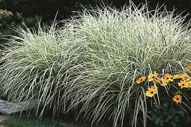 Attēlu rezultāti vaicājumam “Cychramus variegatus”